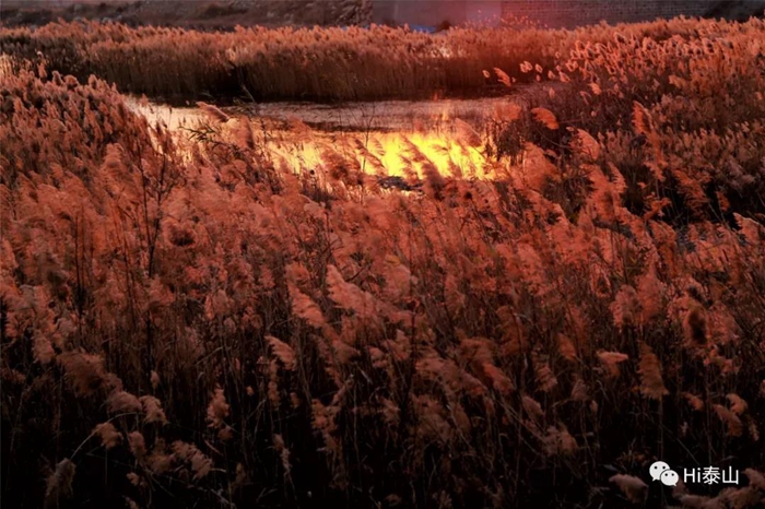 Reed flowers bring early winter charm to Tai'an