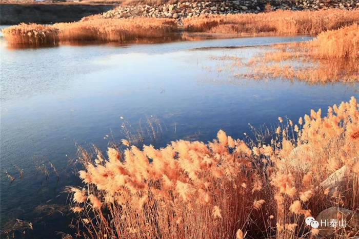 Reed flowers bring early winter charm to Tai'an