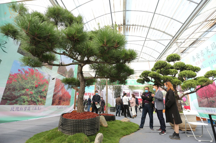 Flower and nursery stock fair opens in Tai'an