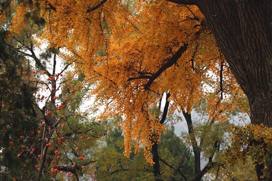 Ginkgo trees bring life to Puzhao Temple