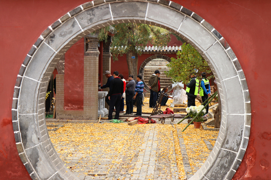 Ginkgo trees bring life to Puzhao Temple