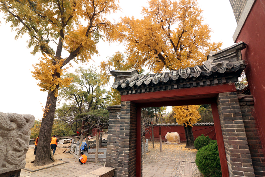 Ginkgo trees bring life to Puzhao Temple