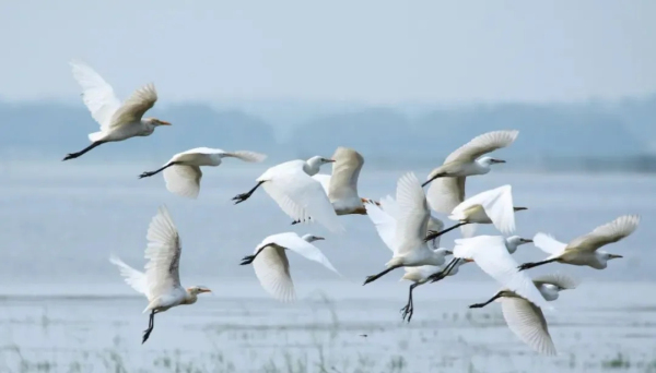 Dingping Lake embraces picturesque scenery in winter