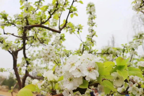 Places for admiring spring flowers in Tai'an