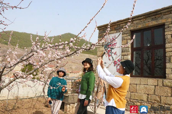 Blooming apricot flowers attract visitors to Tai'an village