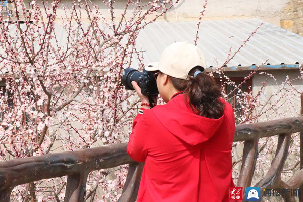 Blooming apricot flowers attract visitors to Tai'an village