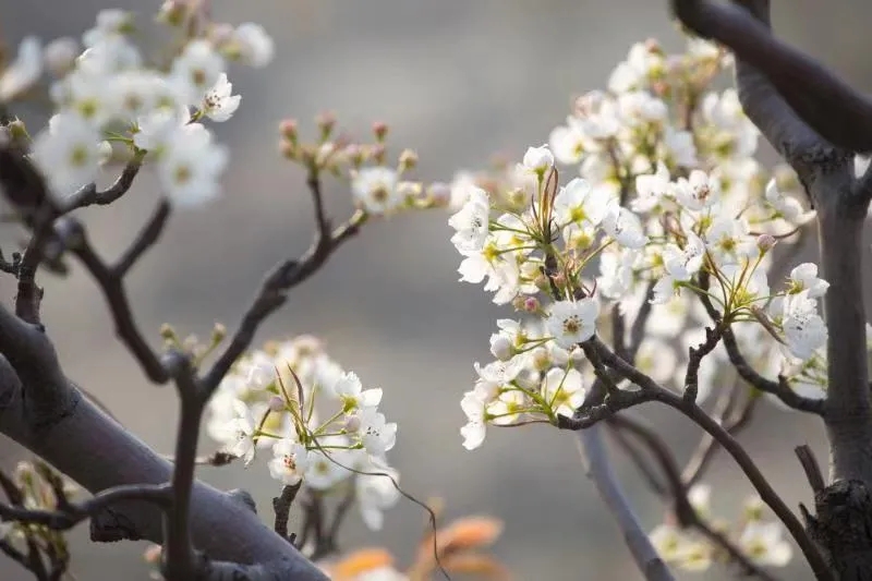 Ancient pear trees bloom in Tai'an
