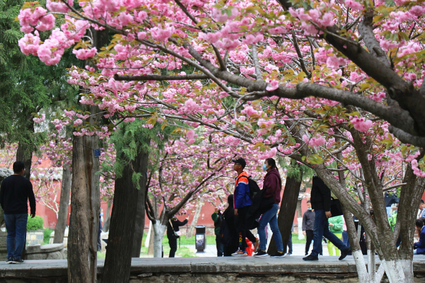 Spring scenery captured in Dai Temple