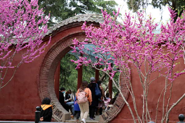Spring scenery captured in Dai Temple
