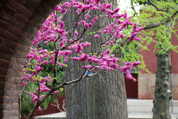 Spring scenery captured in Dai Temple
