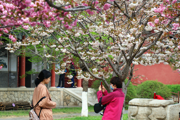 Spring scenery captured in Dai Temple