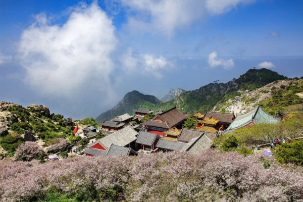 Begonias bloom on top of Mount Tai