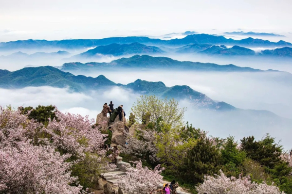 Begonias bloom on top of Mount Tai