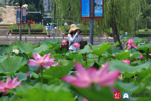 Lotus flowers in full bloom at Donghu Lake