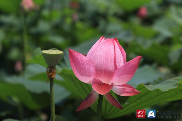 Lotus flowers in full bloom at Donghu Lake