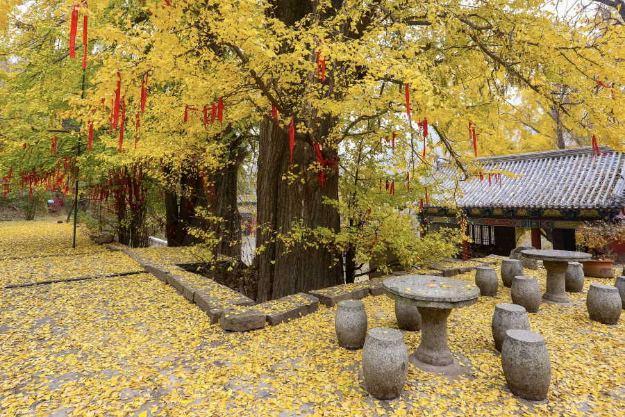 Gingko trees on Mount Tai offer pristine autumn scenes