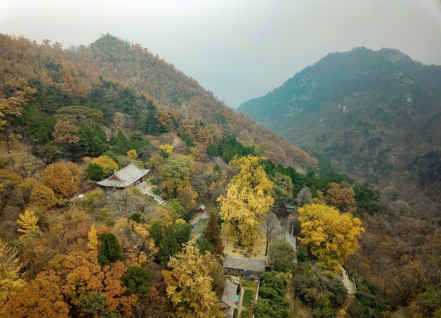 Gingko trees on Mount Tai offer pristine autumn scenes