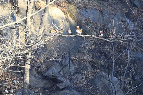 Mount Tai welcomes flocks of mandarin ducks