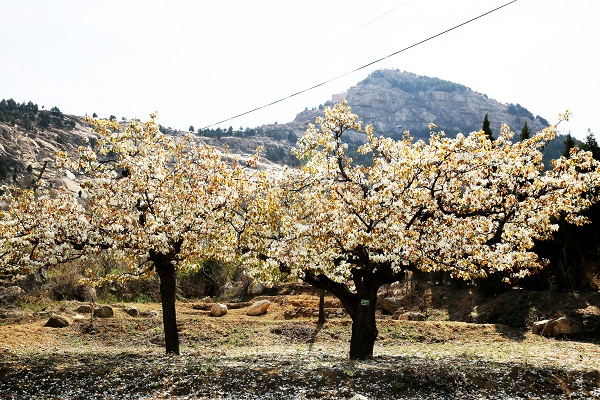Pear blossoms adorn Tai'an