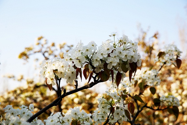 Pear blossoms adorn Tai'an