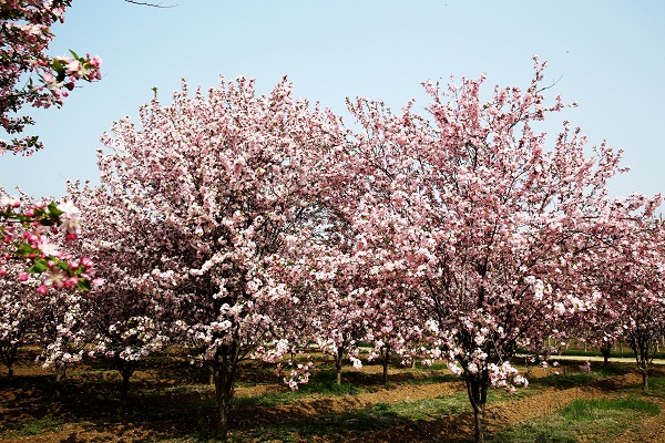 Blooming begonias adorn Ningyang county