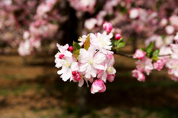 Blooming begonias adorn Ningyang county