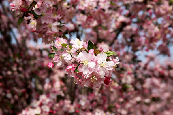 Blooming begonias adorn Ningyang county