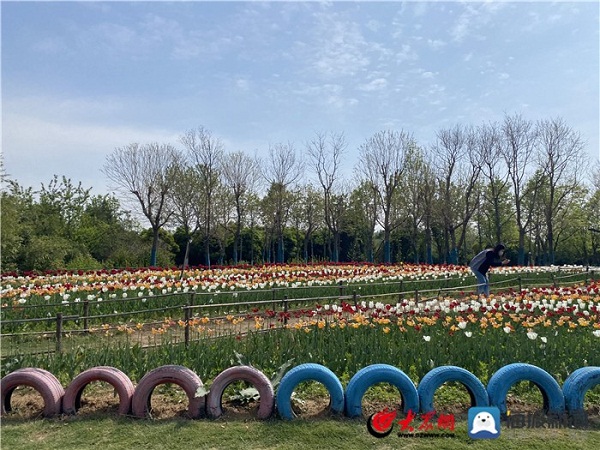 Tai'an holds tulip festival to revive tourism, boost rural vitalization