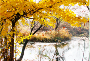 71-year-old builds land of idyllic beauty