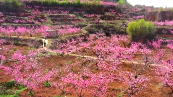 Peach flowers bring fortune to Feicheng