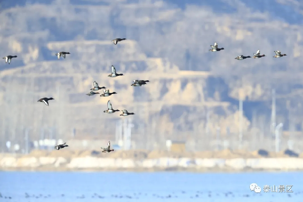 Critically endangered wild ducks spotted in Tai'an