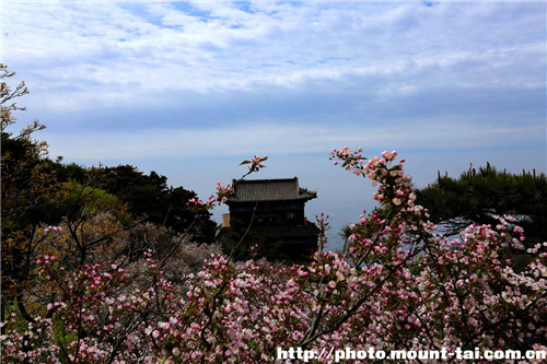 Chinese flowering crabapples blooming in Mount Tai