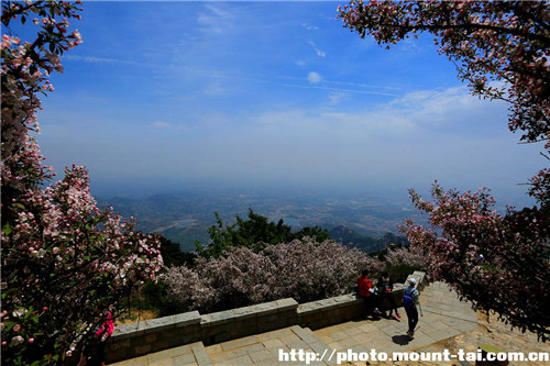 Chinese flowering crabapples blooming in Mount Tai