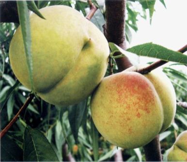 泰山周边美食大搜索