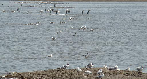 The Qilihai Wetland