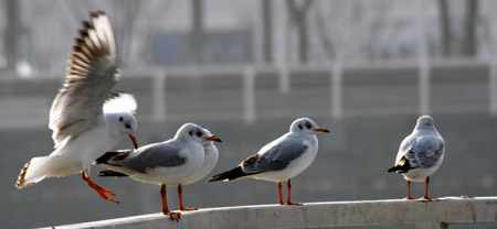Black-headed gulls spend winter in environment-improved Haihe River