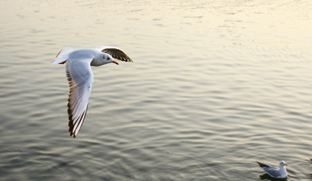 Black-headed gulls spend winter in environment-improved Haihe River