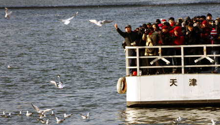 Black-headed gulls spend winter in environment-improved Haihe River