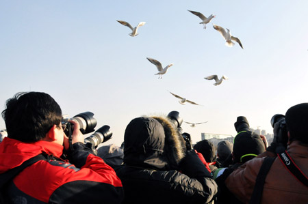 Black-headed gulls spend winter in environment-improved Haihe River