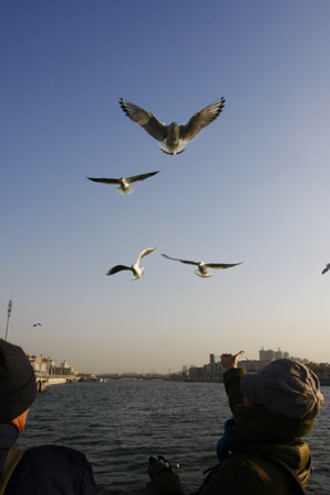 Black-headed gulls spend winter in environment-improved Haihe River