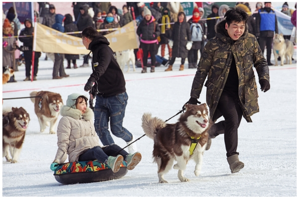 Pooches on parade in pet competition