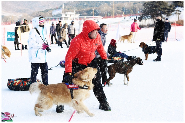 Pooches on parade in pet competition
