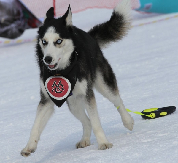 Pooches on parade in pet competition