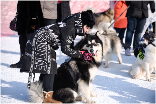 Pooches on parade in pet competition