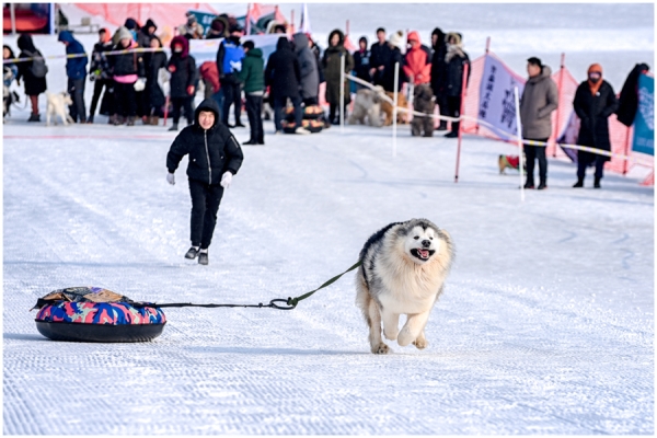 Pooches on parade in pet competition