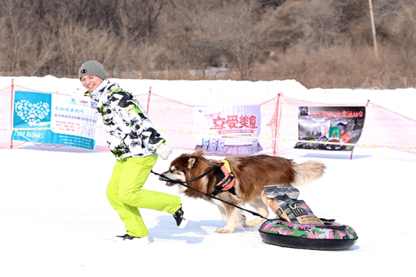 Pooches on parade in pet competition