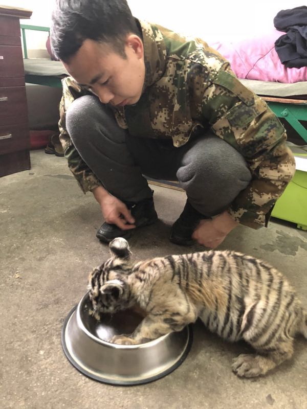 Keeper cares for abandoned tiger cub