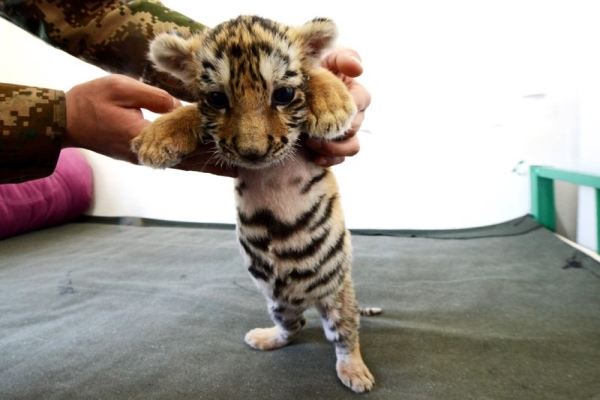 Keeper cares for abandoned tiger cub