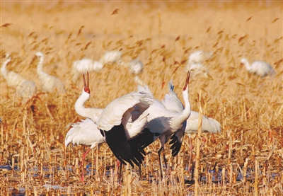 Siberian crane festival opens in Shenyang
