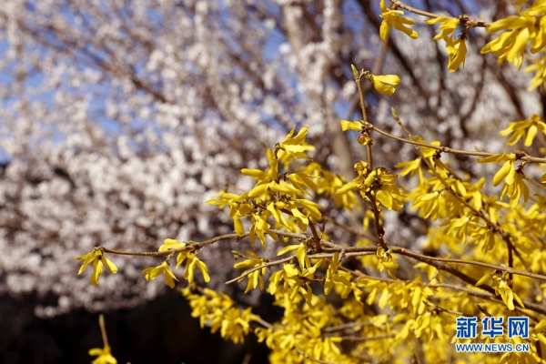 Flowers bloom in Shenyang